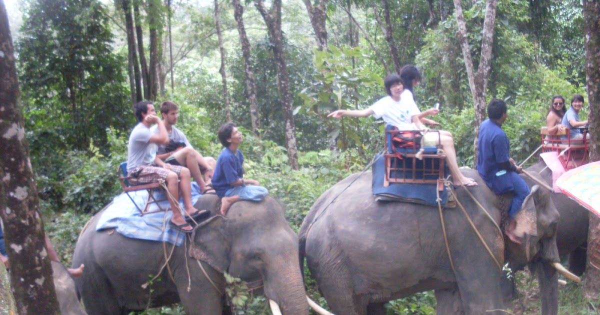 UCLA Thailand Summer 09 Elephant Trekking in Khao Lak