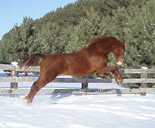 Fun in the snow