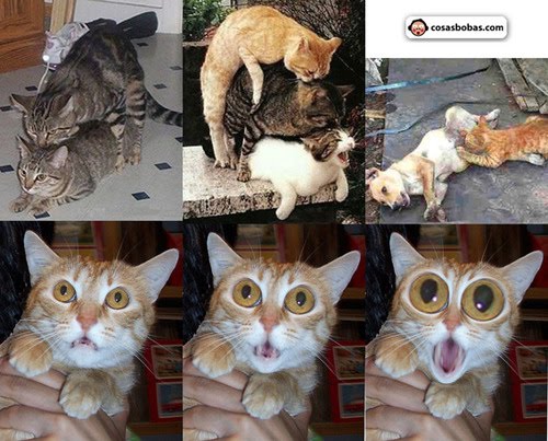 Pictures+of+cats+and+dogs+together