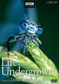 Life in the Undergrowth - DVD