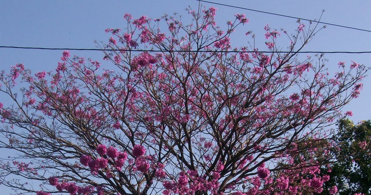 smartsantaneca MAQUILISHUAT. NATIONAL TREE OF EL SALVADOR