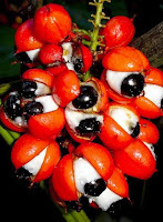 guarana-Paullinia cupana)