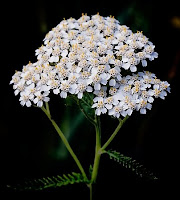 Achillea millefolium