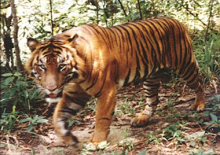 உலகின் பத்து வலிமையான விலங்குகள் Male+Sumatran+tiger+in+the+wild+STCP+2000