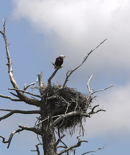 சில பல விலங்கியல் வினோதங்கள்! Bald+Eagle+nest