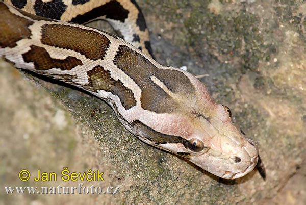 [rock-python--python-molurus.jpg]