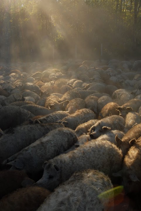 mangalitsa pigs  or sheep pigs