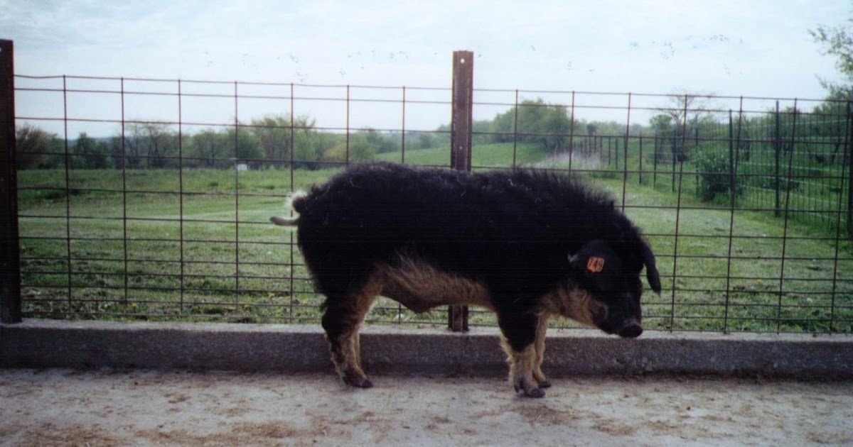 Wooly Pigs Pig Breeding Specialists