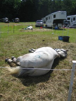What happens to Horses...