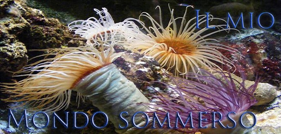 Il mio mondo sommerso