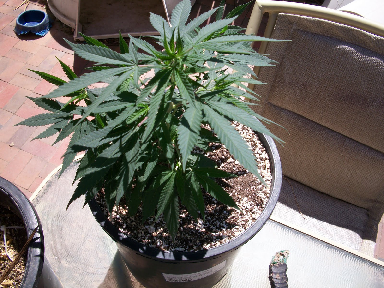 Help your plants grow with your bladder! METAL GROW SOLID