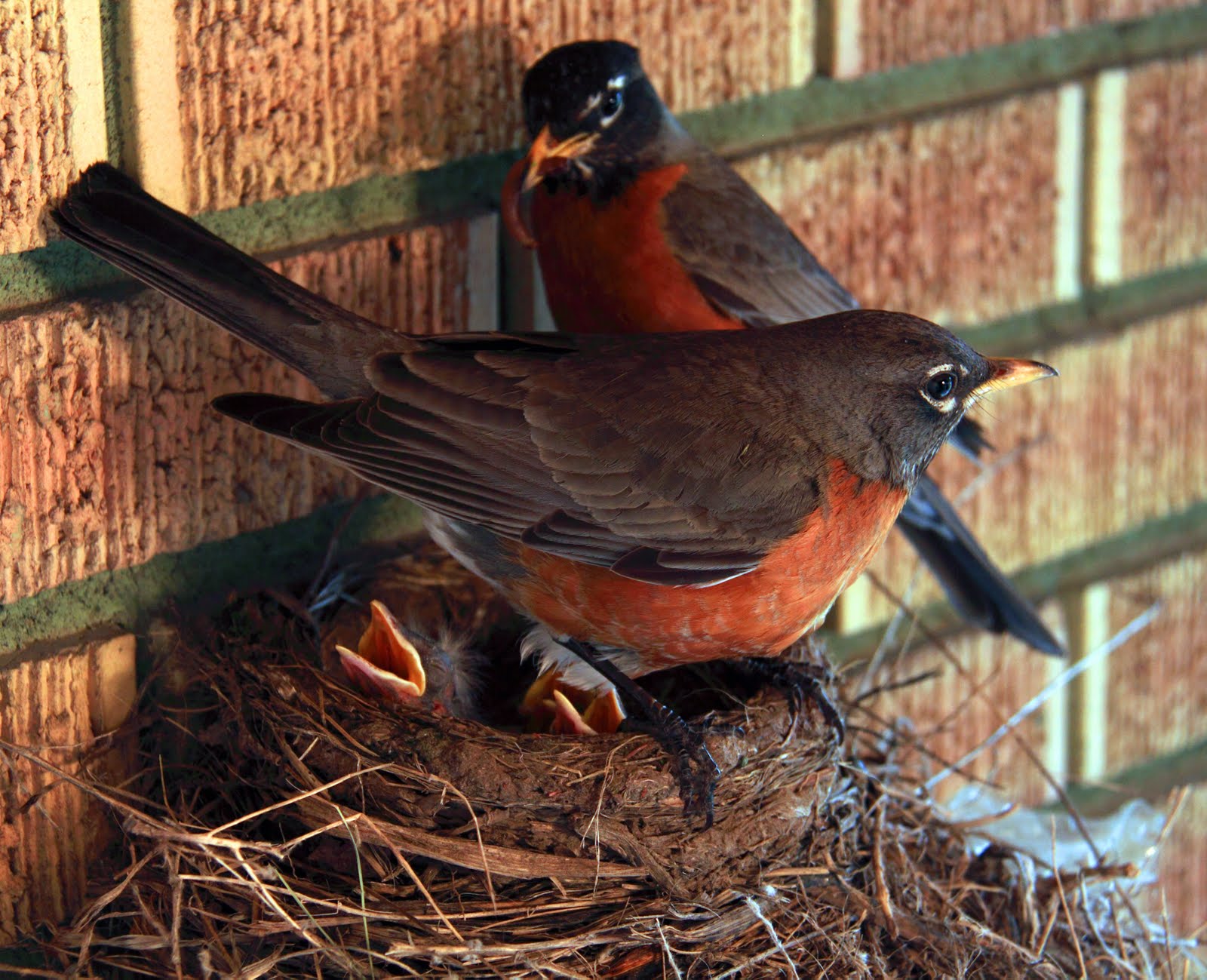 Fresh Tracks THE ROBINS NEST