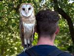 [Owl+on+shoulder.jpg]