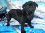 W2 Black Female