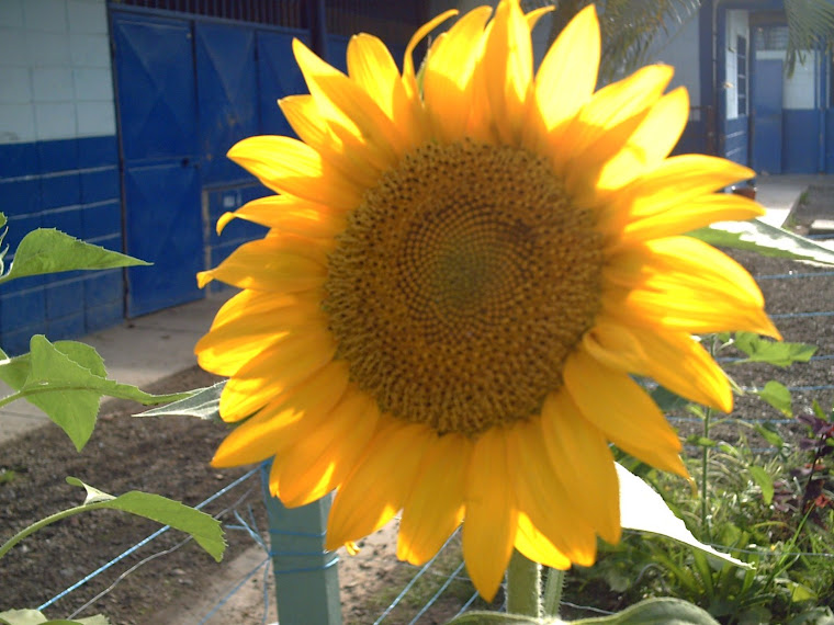 Girasol en uno de los huertos de 6to " C "