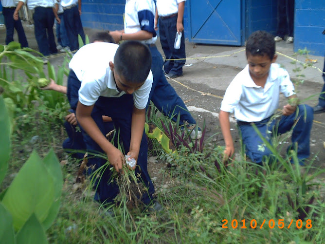 Estudiantees de tercero "D" limpiando su huerto