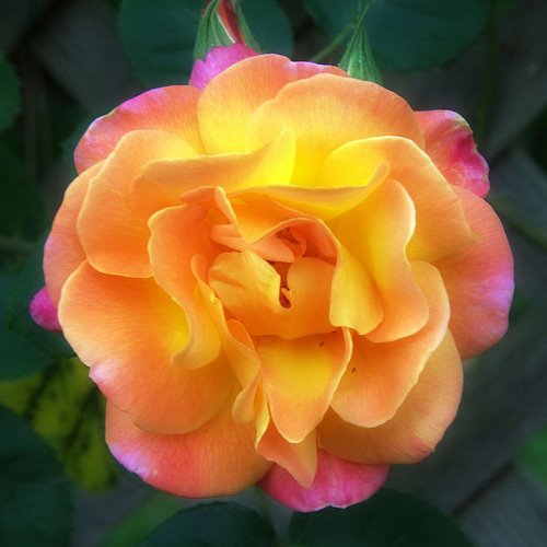 [2289078519_bcfe973aaa.jpg]