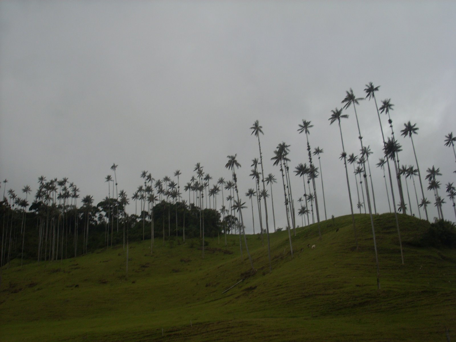 [SL372666.JPG]