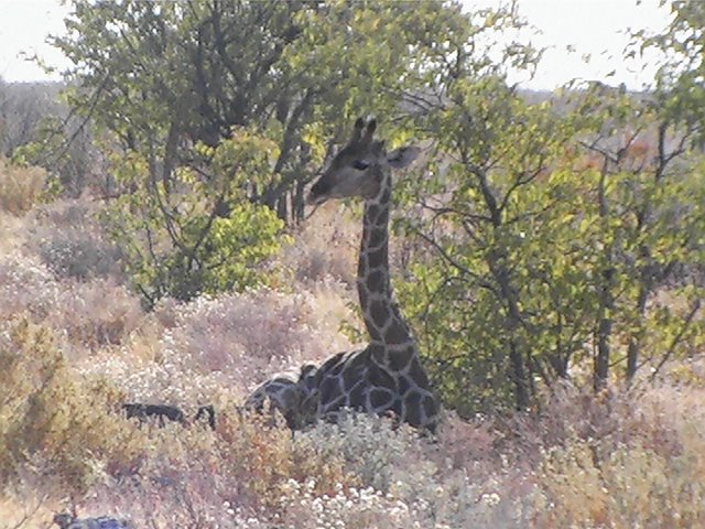 Giraffe