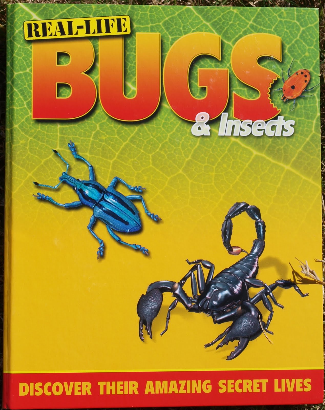 [real+life+bugs+bug+unit+009.jpg]