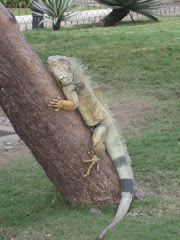 Big Iguana