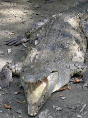 Crocodile