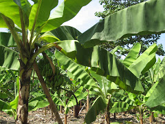 Banana Trees
