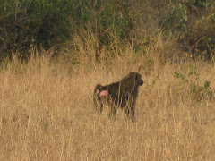 Baboons in Serengeti