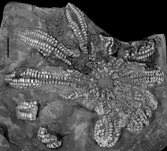 The Echinoblog The world's OLDEST MULTIARMED Starfish!! A lesson in