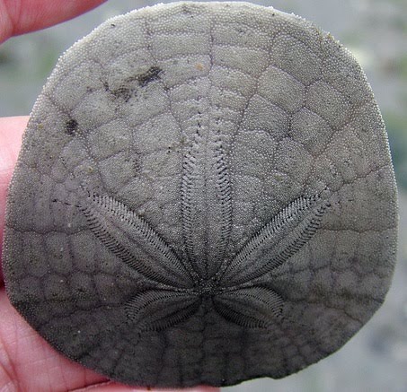 The Echinoblog: Cloning As Sand Dollar DEFENSE! Why run & hide when you can  divide?