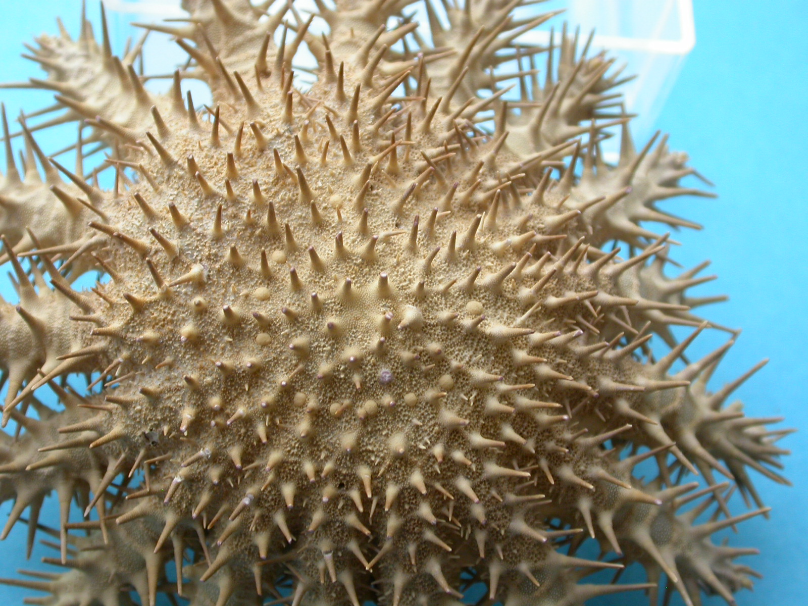 The Echinoblog Secrets of the Starfish Sieve Plate & Madreporite