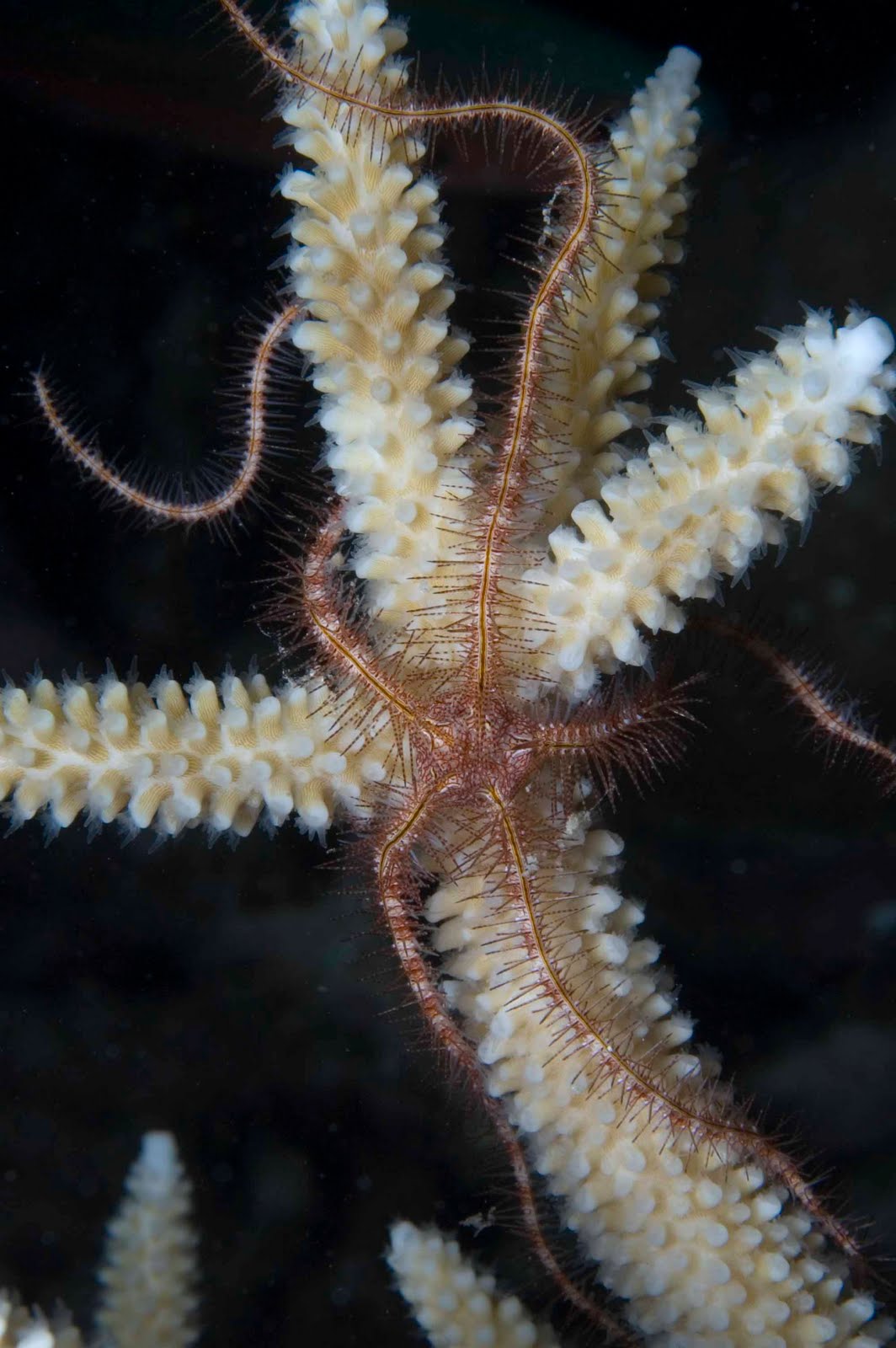 The Echinoblog DeepSea Brittle Stars Occur in Lateral Bands!!