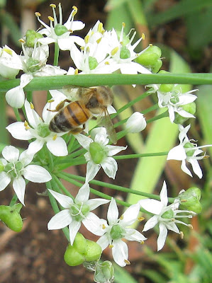 Annieinaustin, garlic chives and bee
