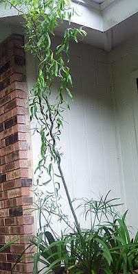 Annieinaustin,Corkscrew Willow