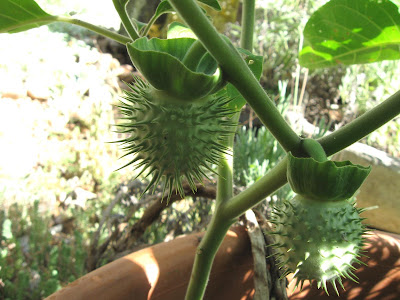 Annieinaustin, Datura seedpod