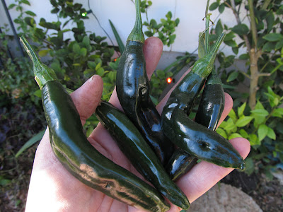 Annieinaustin, Holy Mole Peppers in January