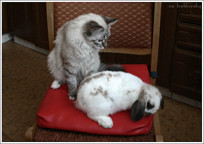 кролик кошка sa belilovsky