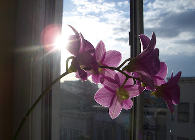 Aquarius Orchid