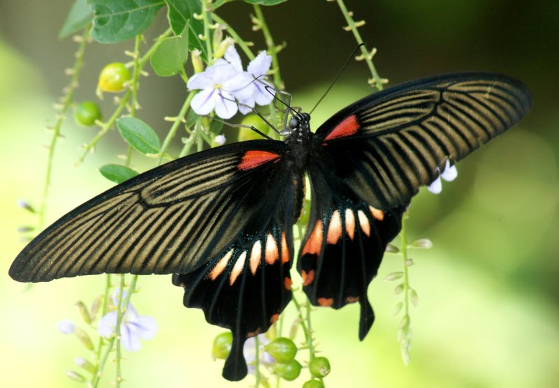 Photographic Wildlife Stories in UK/Hong Kong Butterflies in Hong Kong (1)