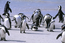 african penguins ~ boulders beach ~ south africa