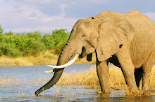 ellie ~ lake kariba ~ zimbabwe