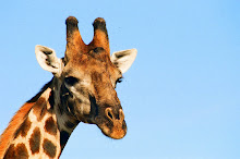 giraffe ~ hwange ~ zimbabwe