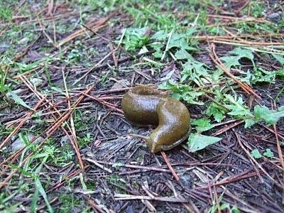 Semua Info Anda Mungkin Disini: Hewan-hewan Paling Lambat Di Dunia