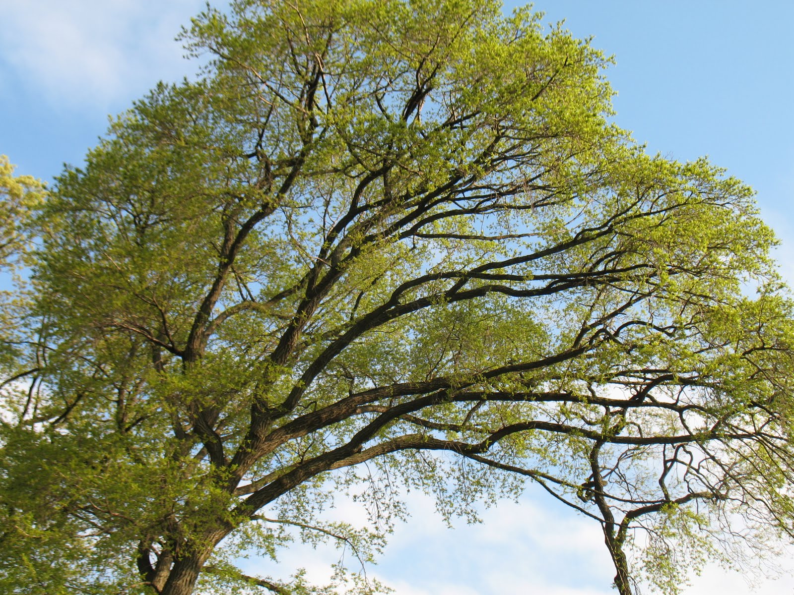 Black Gum Tree
