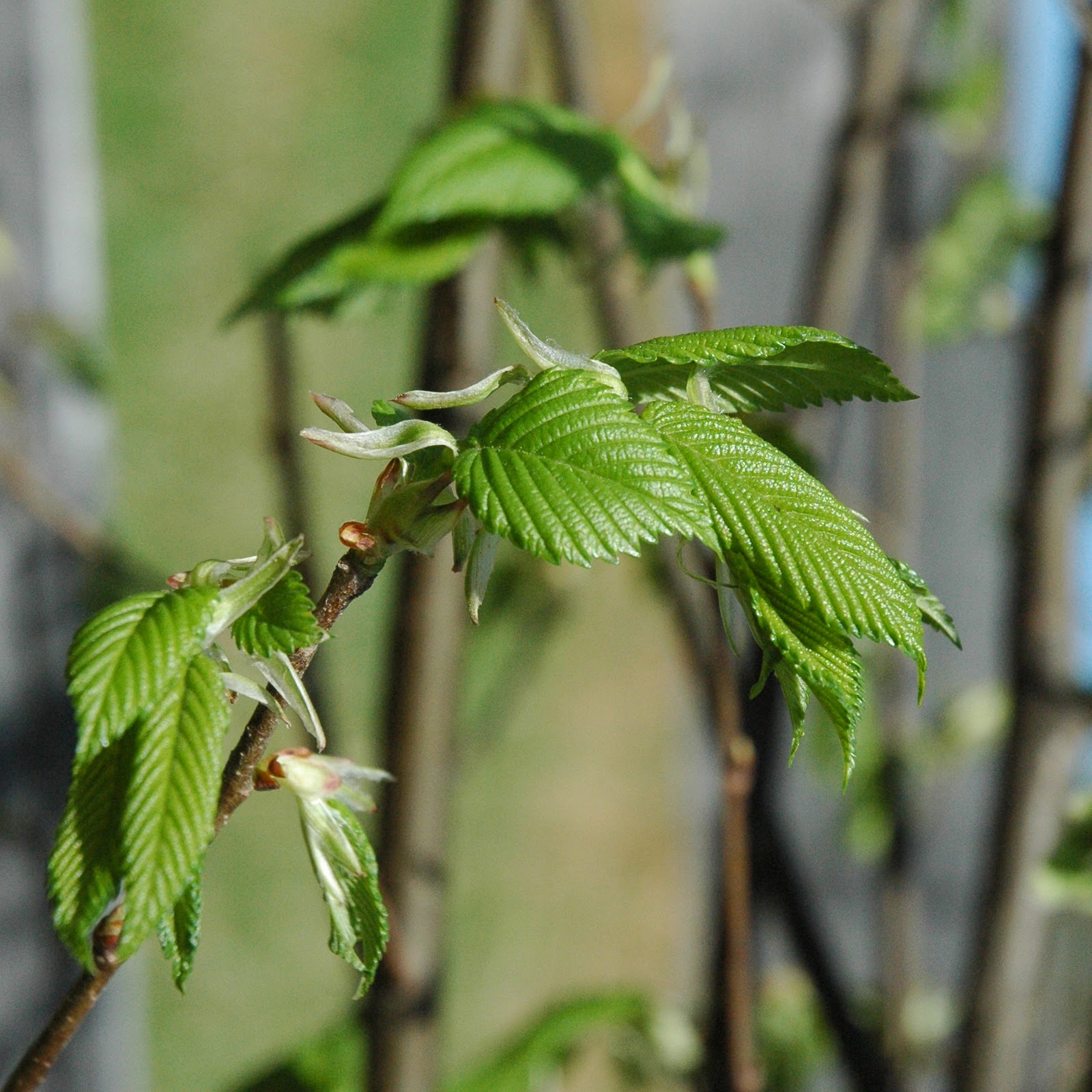 American Elm Leaves