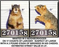 [spy+squirrels.jpg]