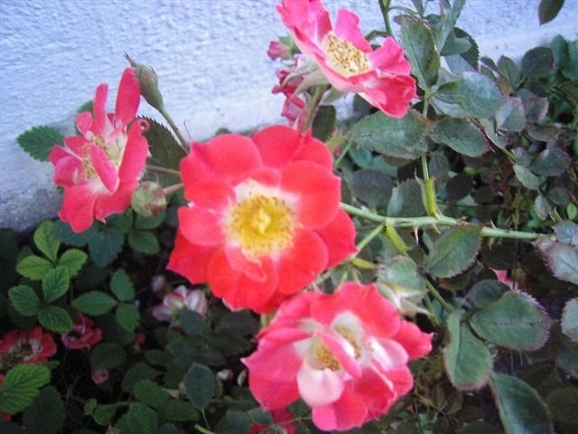 el jardin de María: las rosas del jardin