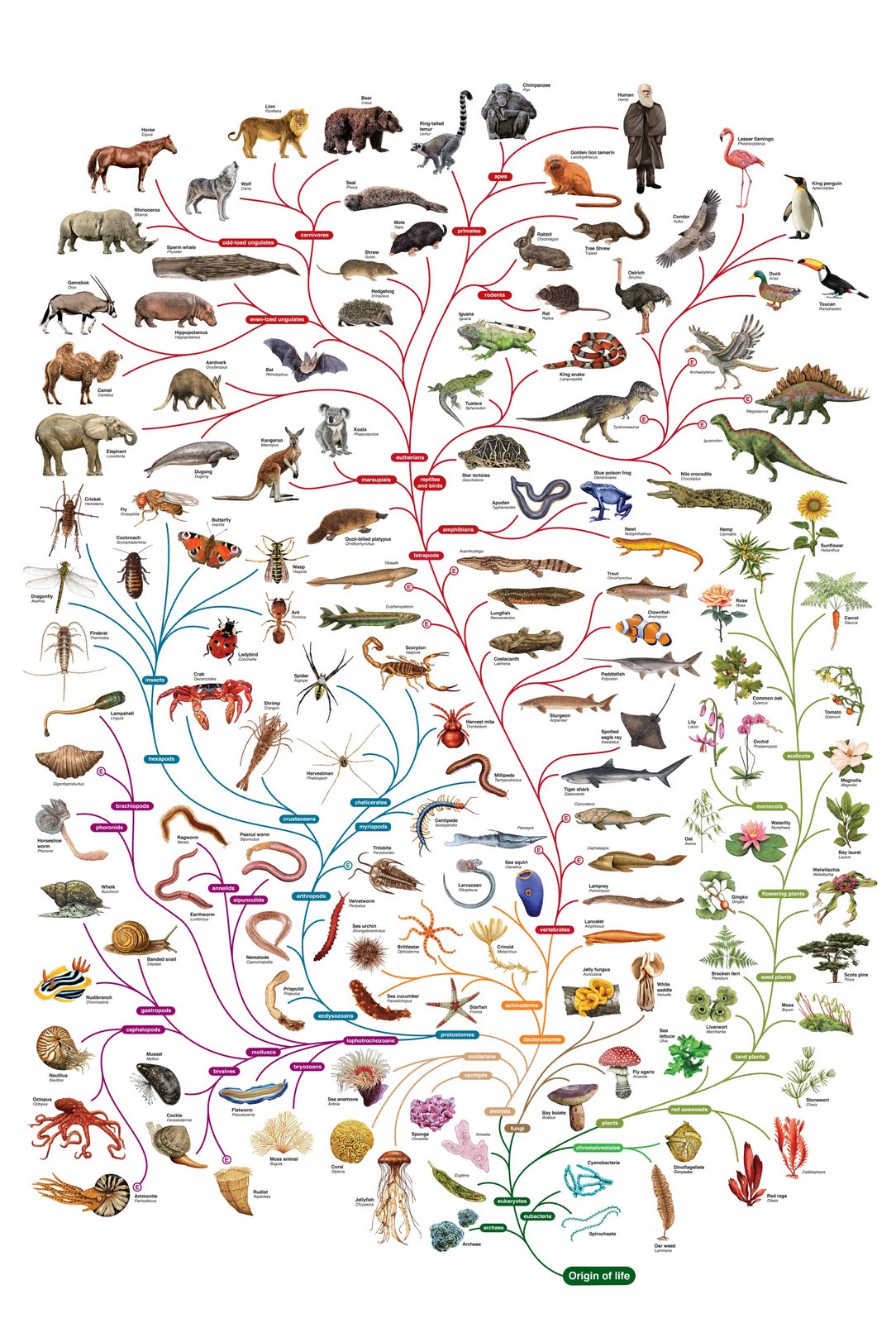 Common Ancestor Theory