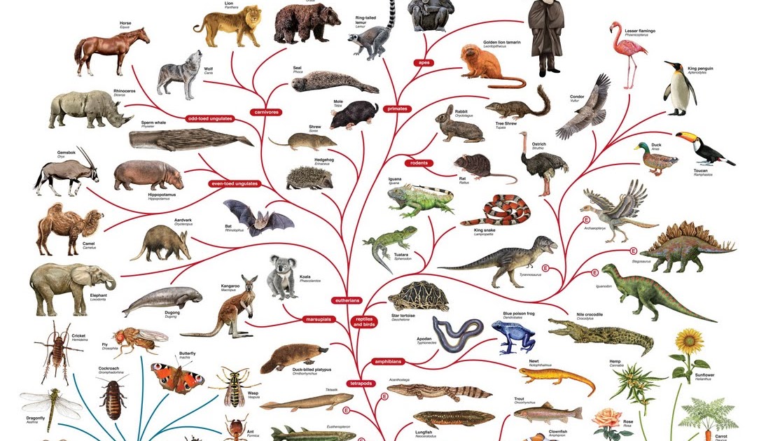 what is the tree of life darwin
