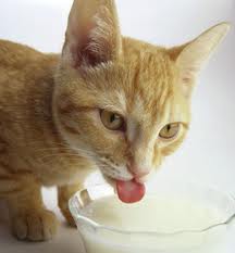 Just Laughs The Cat Wenny Yap Com